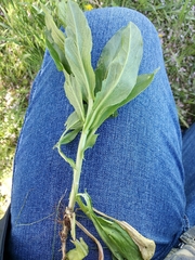 Lepidium draba