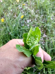 Lepidium draba