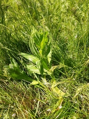Lepidium draba