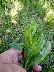 Lepidium draba