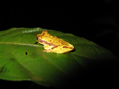 Dendropsophus mapinguari