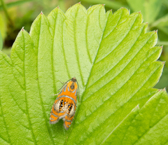 Olethreutes arcuella