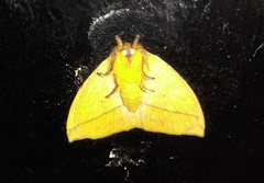 Catacantha ferruginea