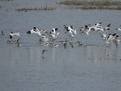 Recurvirostra avosetta