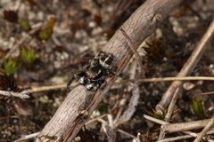 Pellenes tripunctatus