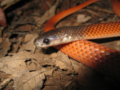 Drepanoides anomalus