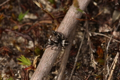 Pellenes tripunctatus