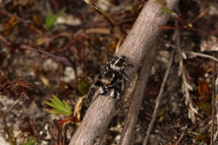 Pellenes tripunctatus