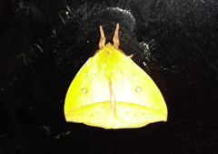 Catacantha ferruginea