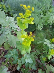 Smyrnium perfoliatum