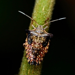 Pentatomoidea