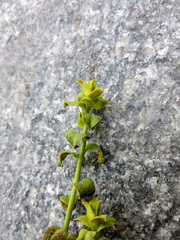 Esula