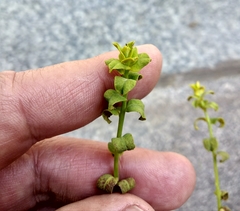 Esula