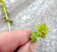 Esula