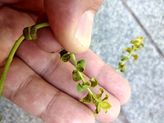 Esula