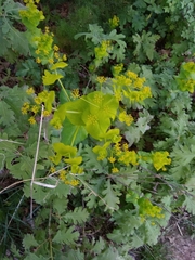 Smyrnium perfoliatum