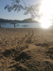 Lepidochelys olivacea