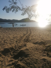 Lepidochelys olivacea