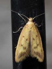 Aeolothapsa malacella