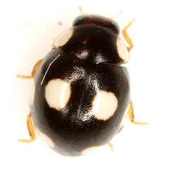 Hyperaspis medialis