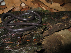 Caecilia gracilis