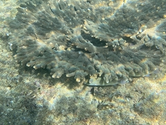 Acropora downingi