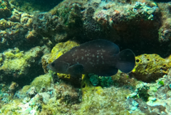 Rypticus saponaceus