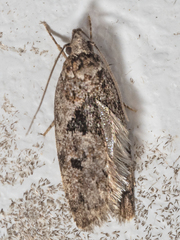 Barea melanodelta