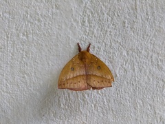 Catacantha ferruginea