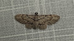 Sigilliclystis insigillata