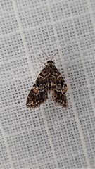 Elophila responsalis