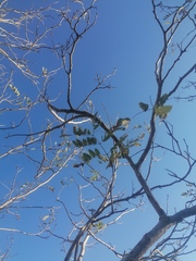 Coulteria platyloba