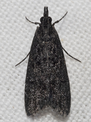 Scoparia anthracias