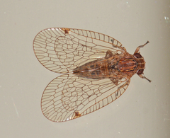 Elicinae