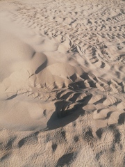 Lepidochelys olivacea