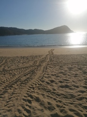 Lepidochelys olivacea