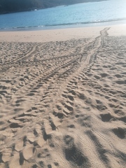 Lepidochelys olivacea