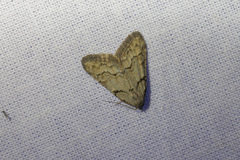 Nola thymula