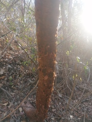 Bursera cinerea