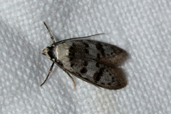 Scatochresis innumera