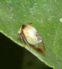 Ceresa ustulata