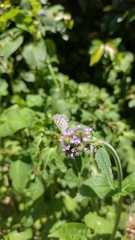 Leptotes cassius