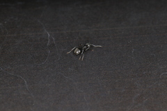 Technomyrmex brunneus