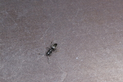 Technomyrmex brunneus