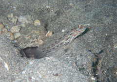 Ctenogobiops crocineus