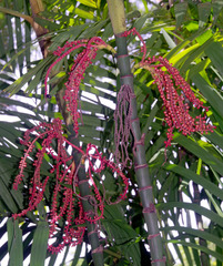 Pinanga dicksonii