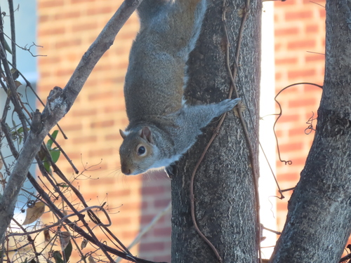 Eastern Gray Squirrel photographed in Pennsylvania