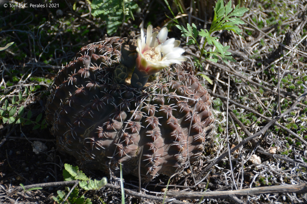 Genus Gymnocalycium  iNaturalist