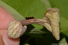 Aristolochia argentina, photograph Tomás Carranza Perales, CC BY, iNaturalist via GBIF