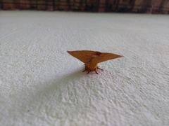 Catacantha ferruginea